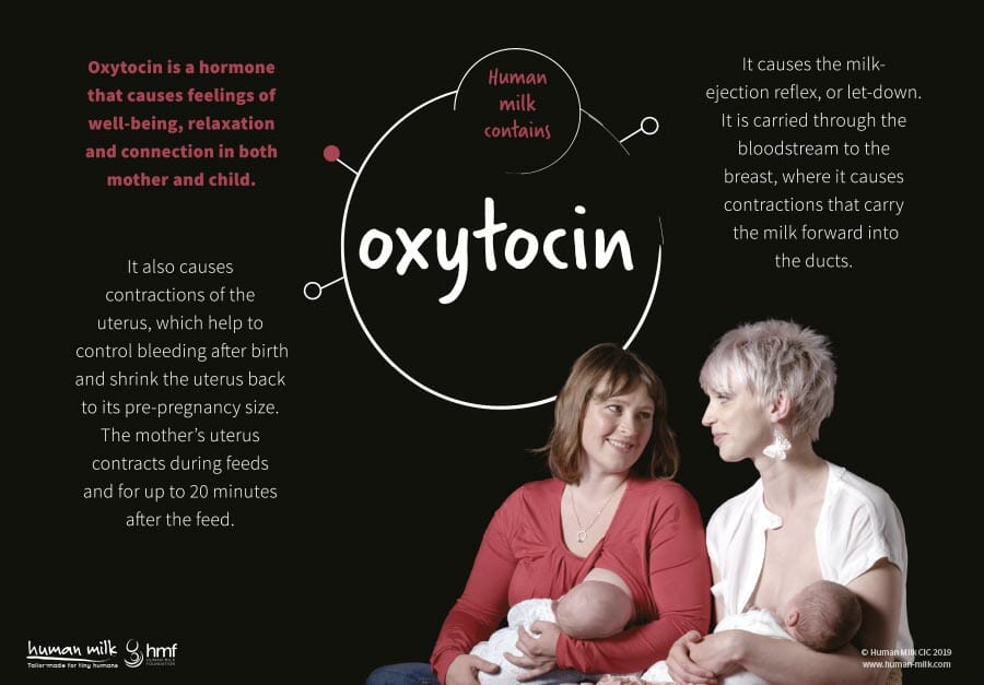 Oxytocin Infografik