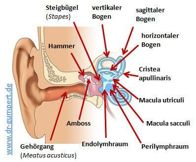 Abbildung_Gleichgewichtsorgan