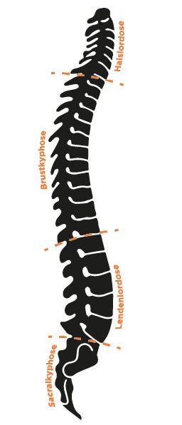 Wirbelsäule Grafik